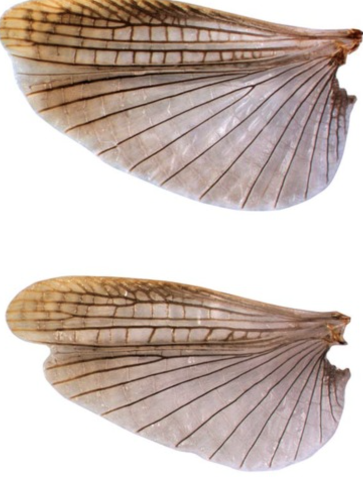 <p>Wings are leathery or parchment for protection</p>