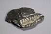 Composition: Clay
Type: Detrital; Mud, round
Sorting: Well