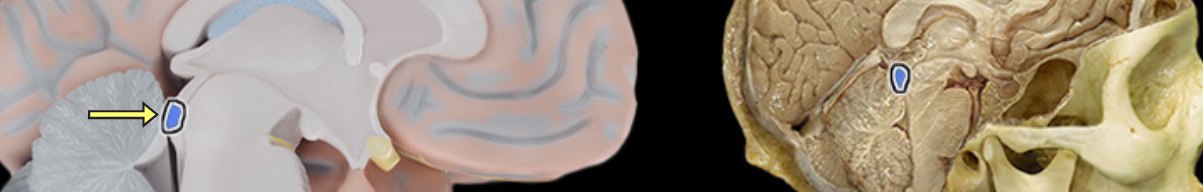 <p>Inferior colliculus</p>