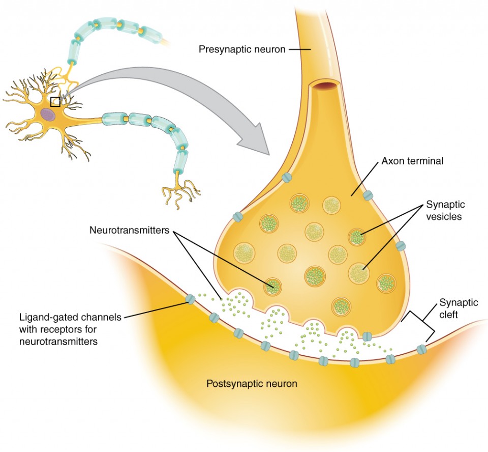 <p>small gap between cells in a chemical synapse where neurotransmitter diffuses from the presynaptic element to the postsynaptic element</p>
