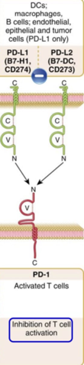 <p><strong>Ligand that binds to it</strong>: PD-L1 (B7-H1, CD274) and PD-L2 (B7-DC, CD273)</p><p><strong>Expression on T cells</strong>: Activated T cells</p><p><strong>Major function</strong>: <strong><span class="bgP">Inhibition of T cell activation***</span></strong></p>