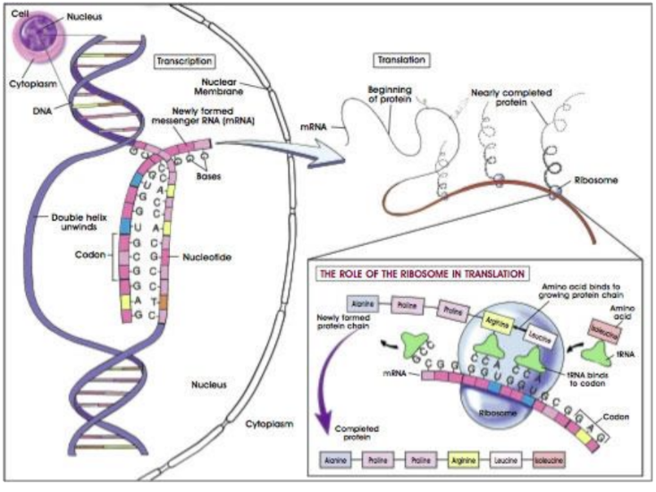 <p><strong>the mechanisms that control gene expression <u>AFTER transcription</u>, including <mark data-color="green" style="background-color: green; color: inherit;">mRNA splicing, editing, transport, and degradation. </mark></strong></p>