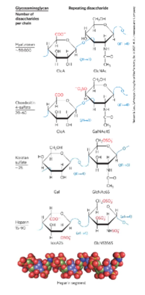 <p>Heteropolysaccharides in ECM<br>-Linear polymers composed of repeating disaccharide units<br>-Highly polar and thus attract water<br>-Used as lubricants or shock absorbers in the body</p>
