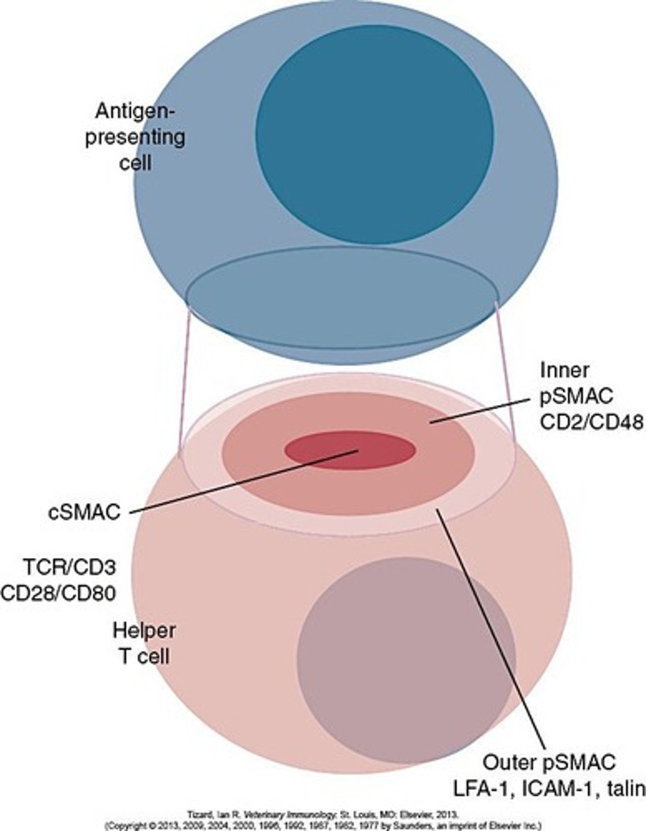 <p>SMAC (supramolecular activation clusters) organizes the interactions between T cells and APCs into a characteristic 'bull's eye' pattern.</p>