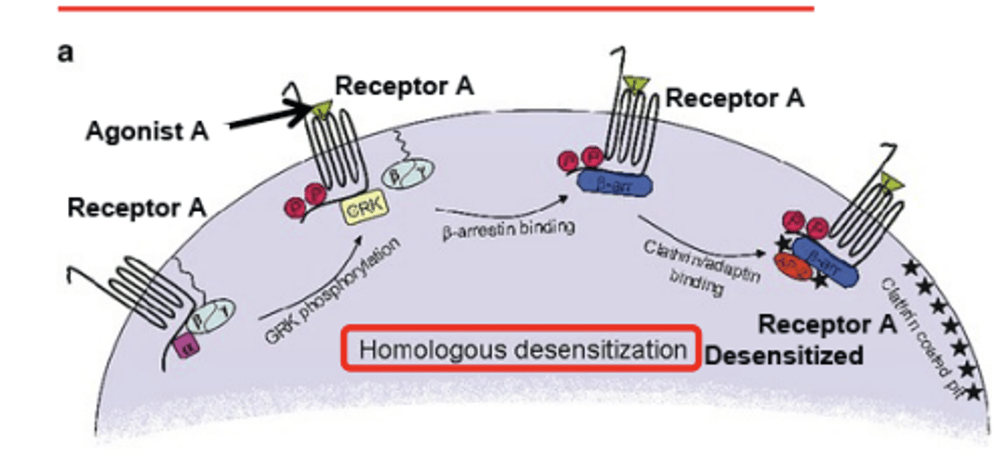 <p>adding an agonist for receptor A, desensitizes receptor A (tolerance)</p><p>- leads to phosphorylation of receptor</p>
