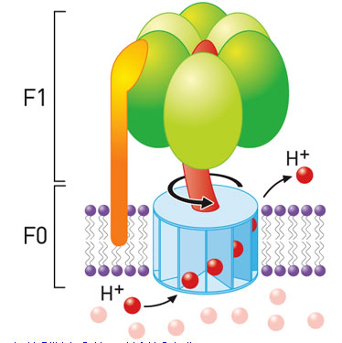 <p>Large protein that uses energy from H+ ions to bind ADP and a phosphate group together to produce ATP</p>