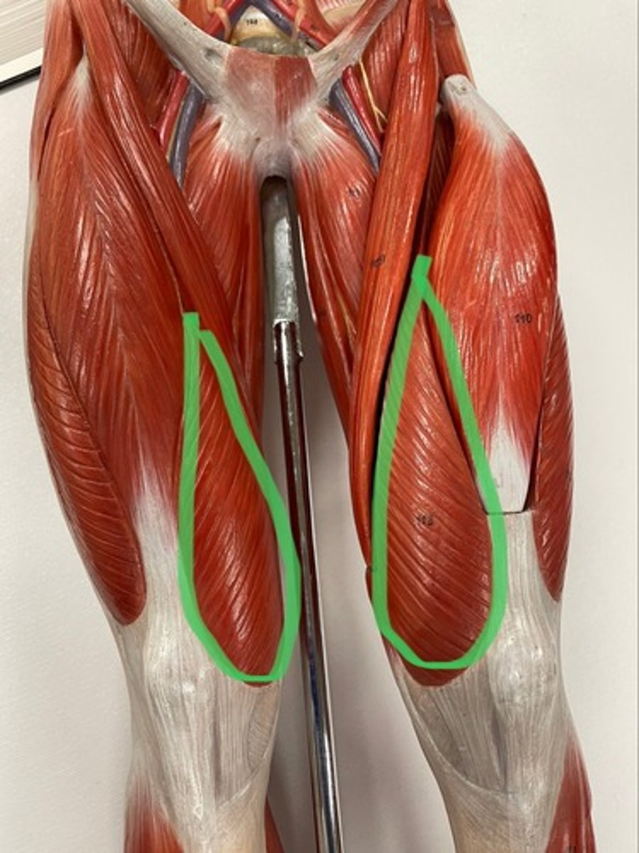<p>O: femur</p><p>I: tibial tuberosity via patellar ligament</p><p>A: extend knee</p>