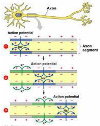 <p><strong>influx of Na<sup>+</sup> → Na<sup>+</sup> will diffuse laterally</strong> along the inside of the membrane <u>to the right</u> → <strong>neutralizes the inside negative charge in adjacent axon segment</strong> and raises potential to threshold → initiating an action potential in this segment, while <strong>outward flux of K<sup>+</sup> is repolarizing previous segment </strong></p>