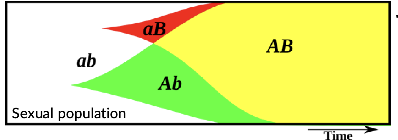 <p>Fisher muller effect</p>
