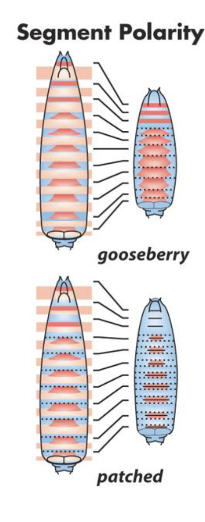 <ul><li><p>phenotype involves polarity defects of every segment</p></li><li><p>Each segment is present but internally disorganized.</p></li><li><p>e.g. missing posterior segments only</p></li><li><p>Mirror-image duplications within each segment</p></li><li><p>Loss of proper anterior/posterior compartment identity</p></li></ul><p></p>