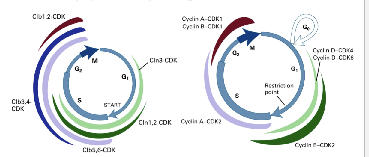 <ul><li><p>Different parts of the cell cycle have multiple CDKs/cyclins in mammals </p></li><li><p>One CDK, multiple cyclins in yeast</p><ul><li><p>Each peak in different parts of the cell</p></li></ul></li></ul><p></p>
