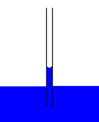 <p>adhesion</p><p>(Note: capillary action is the flow of water without external force - ex: against gravity)</p>