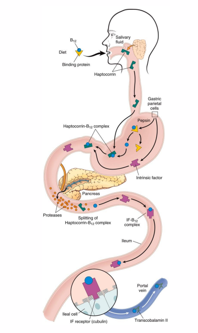 <p>- intrinsic factor (IF): glycoprotein</p><p>- Enterocytes import B12-IF complex via receptor-mediated endocytosis</p><p>- Enterohepatic circulation (secreted in bile, reabsorbed in ileum, long biological half-life)</p>