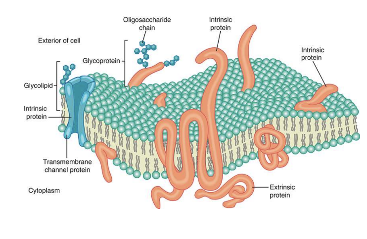 <p>composed of cellulose and lignin</p><ol><li><p>Primary cell wall</p></li><li><p>middle lamella</p></li><li><p>secondary cell wall</p></li></ol><p>function:</p><ul><li><p>provide mechanical strength</p></li><li><p>regulate volume</p></li><li><p>prevent cell from bursting</p></li><li><p>cell specialization</p></li></ul>