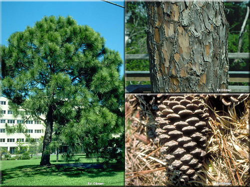 Family: Pinaceae
C: slash pine, variety elliottii
Range: Coastal S Carolina to FL keys to Eastern Louisiana
Persistence: Evergreen, gymnosperm
Habitat: Found in wet flatwoods. Well drained. Sometimes around lakes and streams. Not usually in scrubs or hammocks.
Bark: reddish, grayish, brown peely plates. Exfoliates.
Needles: clusters of 2s and 3s. 8 to 10in long needles. Only keeps cones one year then drops so it has a more rounded crown. 
Cones: Less sharp than others. Orangeish-brown. ~Valued by wildlife and timber: pulp, turpentine, primary commercial pine
Mature trees are very fire tolerant. Can tolerate moderate drought and flood. Low salt.
