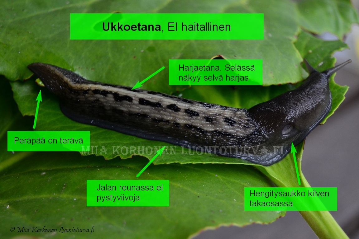 <p>Limax cinereoniger, ukkoetana</p>