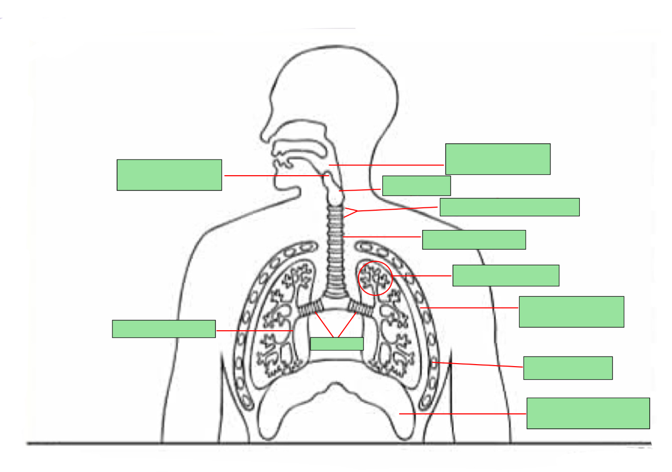 <p>Label the lungs</p>