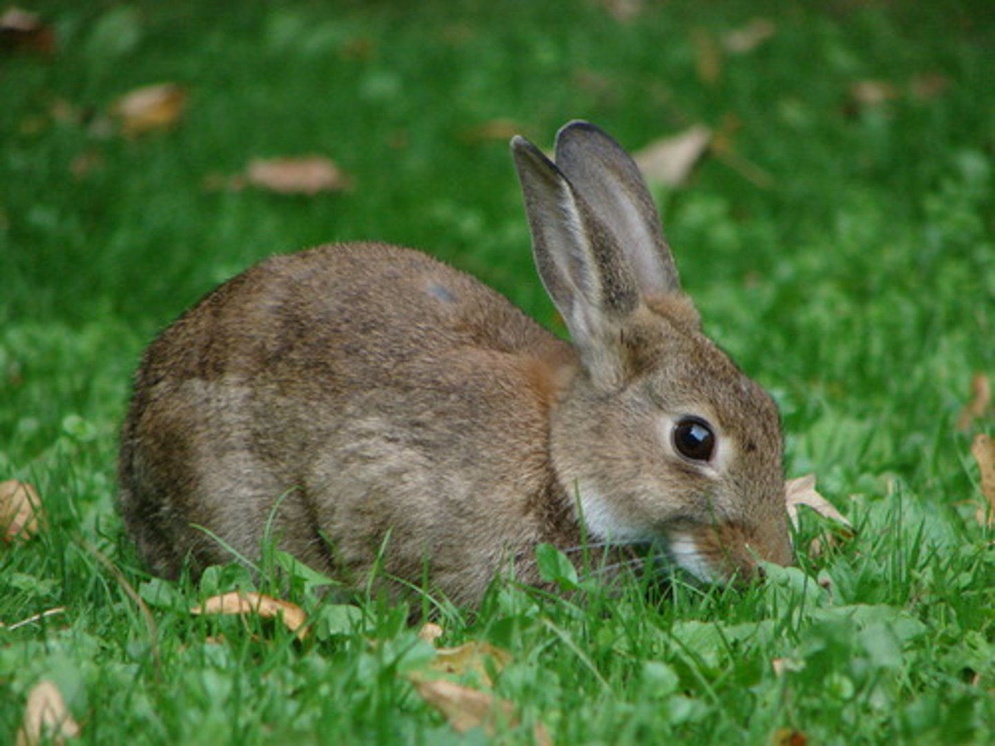 <p>rabbit</p>