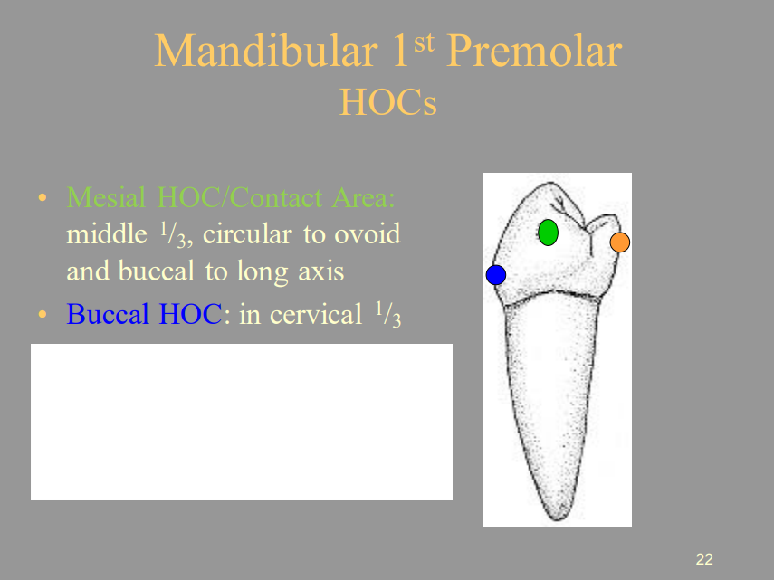 <p>B) Cervical 1/3</p>