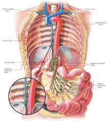 <p>1- It enters the <strong>thorax</strong> through the <mark data-color="green" style="background-color: green; color: inherit">aortic opening of the diaphragm</mark> between the aorta (on the left) and azygos vein (on the right).</p><p>2-In the <strong>posterior mediastinum</strong>, it ascends Between the aorta (on the left) and azygos vein (on the right) , Behind <mark data-color="green" style="background-color: green; color: inherit">right border of esophagus</mark> ,  In front of the <mark data-color="green" style="background-color: green; color: inherit">vertebral column, posterior intercostal arteries, and hemiazygos veins.</mark></p>