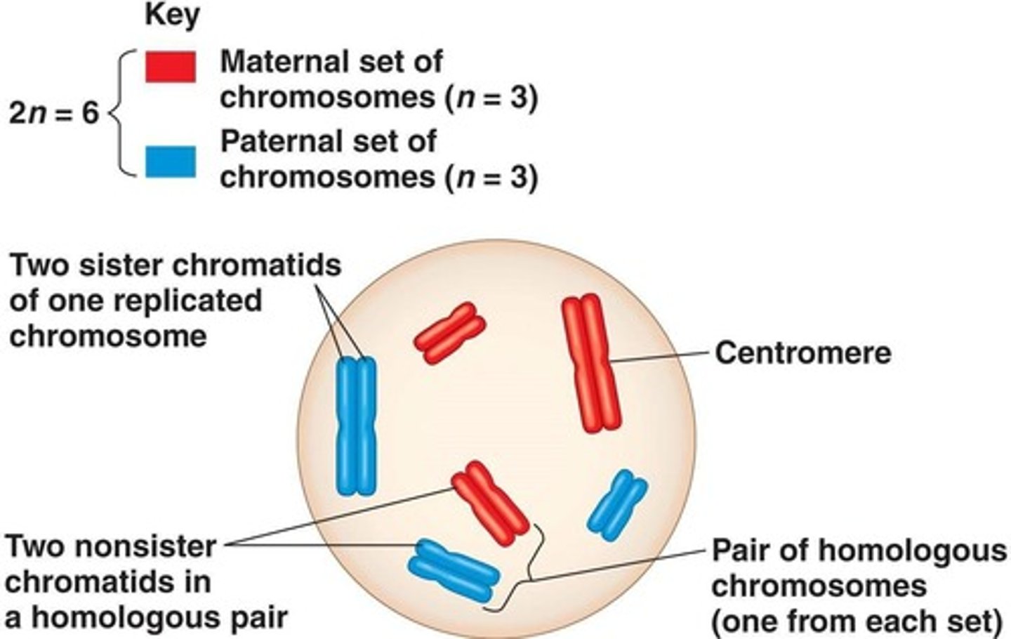 <p>The narrow 'waist' of the duplicated chromosome where the two sister chromatids are attached.</p>