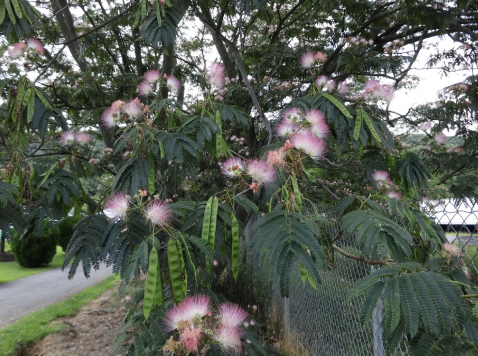 <p><em>Albizia julibrissin</em></p><p>Fabaceae</p>