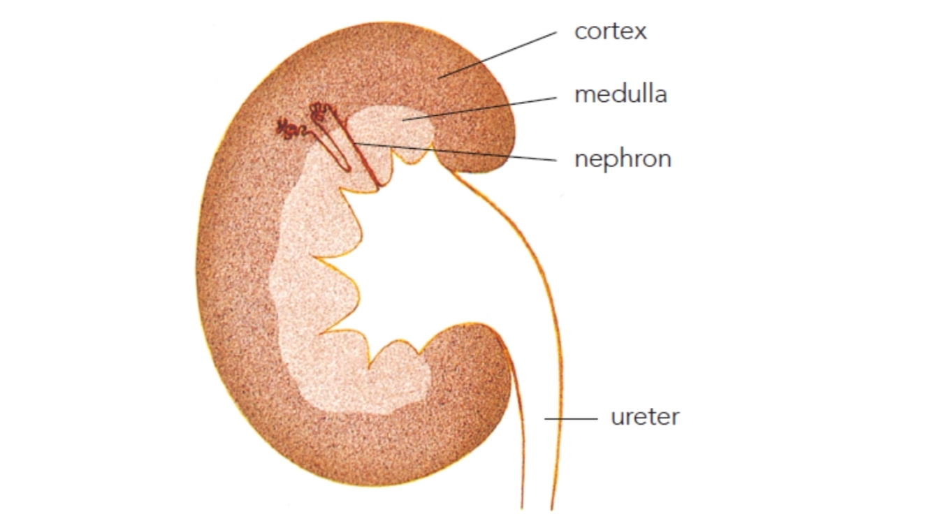 <p>Parts of kidney ? </p>