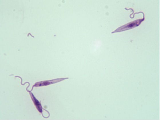 Identify the specimen