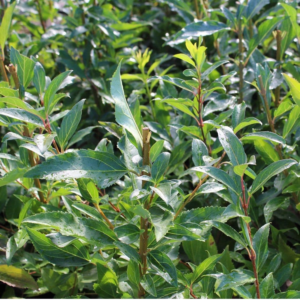 <p>Forsythia - <em>Forsythia x intermedia</em></p>