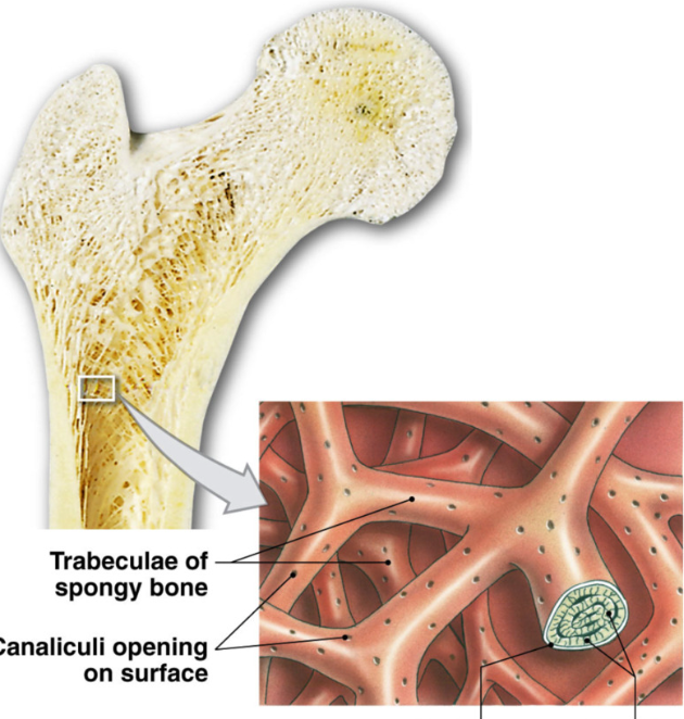 <p>Function: support, store bone marrow</p><ul><li><p>less dense matrix </p></li><li><p>open network </p></li><li><p><strong>trabeculae </strong>→ interconnecting bundles of spongey bone </p><ul><li><p>thin with lamellae and osteocytes between layers (no central blood vessel)</p></li><li><p>canaliculi → pores for osteocyte nutrient exchange </p></li></ul></li><li><p>endosteum interior layer covering bone </p></li><li><p>contains bone marrow in gaps of trabeculae → hematopoiesis</p></li></ul><p></p>