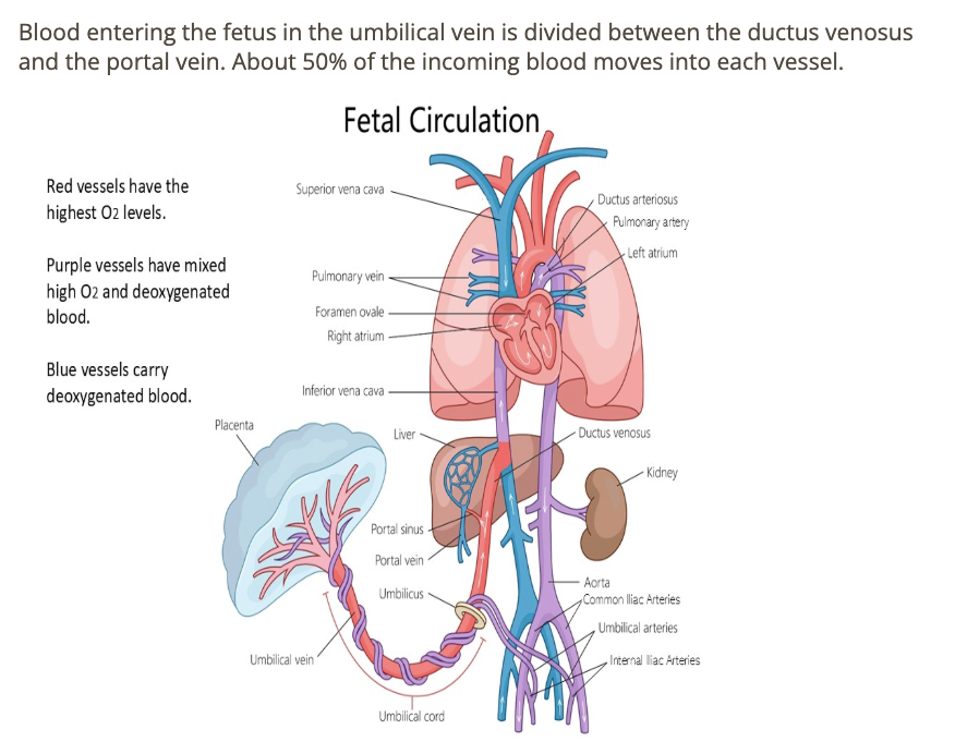 <p>b) PV + ductus venosus</p>