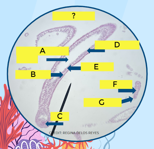 what is C?
