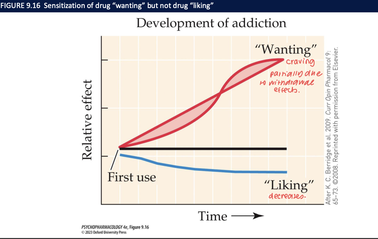 <ul><li><p>distinction btw liking vs wanting a reward</p></li><li><p>drug reward declines due to tolerance </p></li><li><p>liking peaks early then declines → wanting increases + stays high</p></li><li><p>positive → negative reinforcement </p></li></ul><p></p>