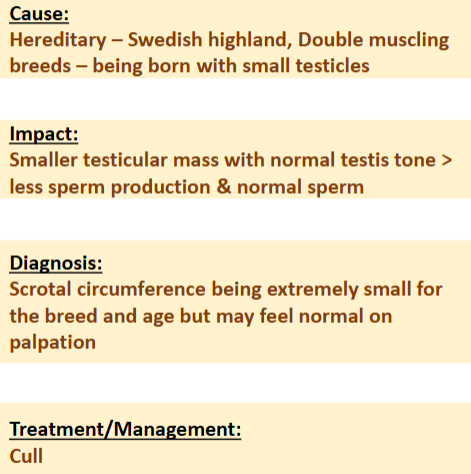 <p><span>Testicular Hypoplasia</span></p>