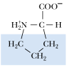 <p>What amino acid is this</p>