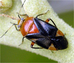plant bugs