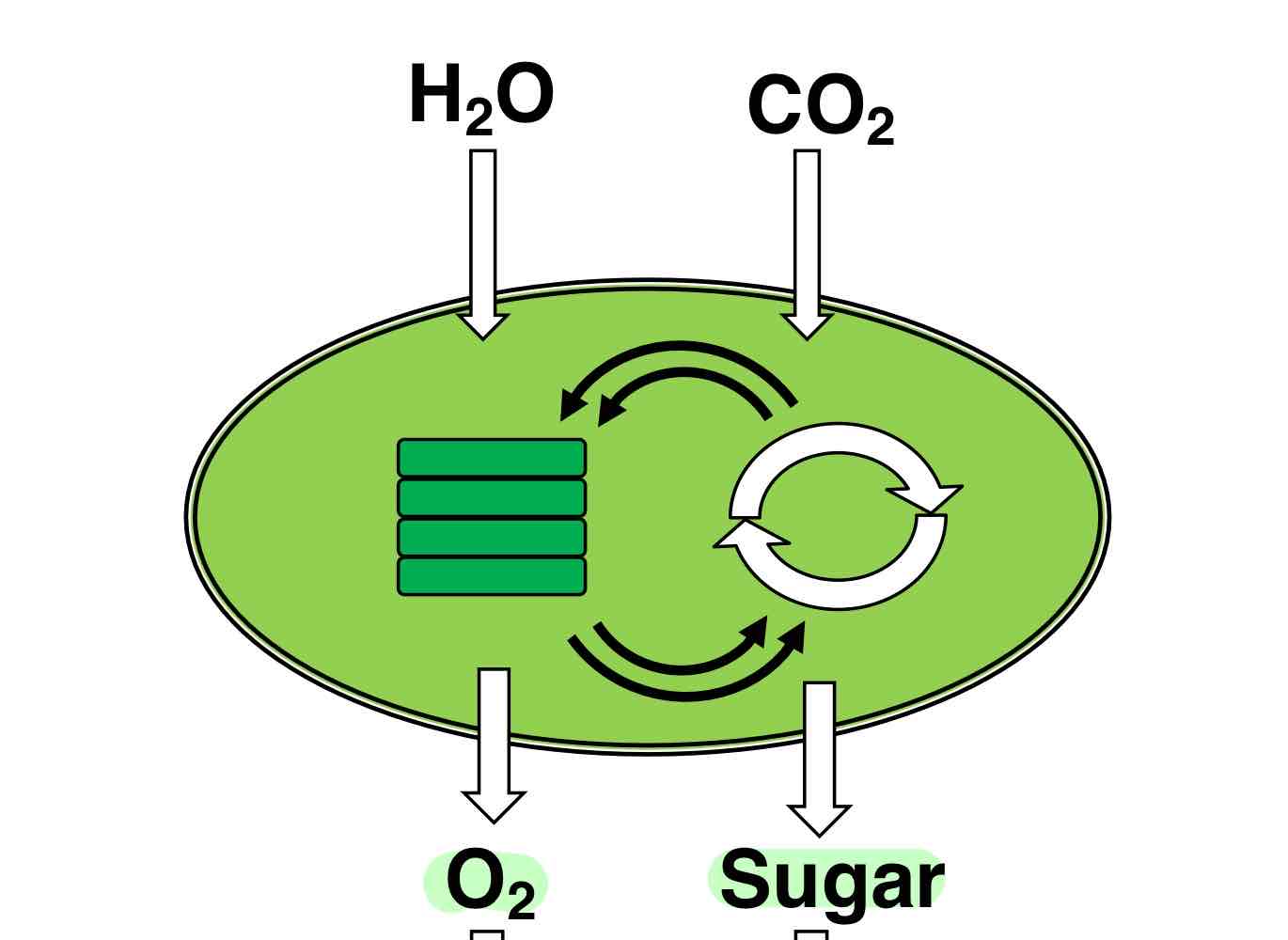 <p>Glucose and O<sub>2</sub>.</p>