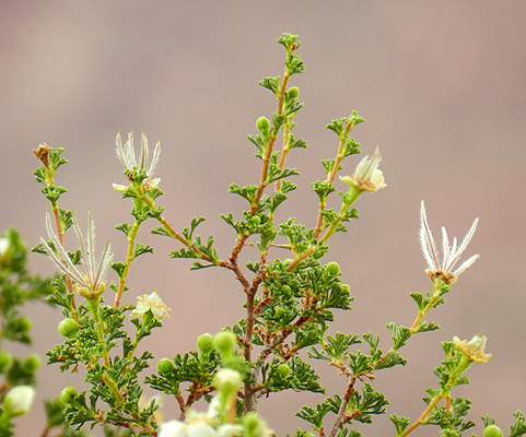 <p>What is this plant’s scientific name?</p>