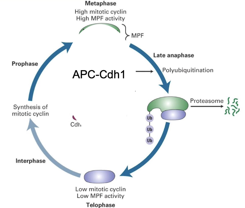 <ol><li><p><strong>APC-Cdc20</strong>: Activated at <strong>anaphase</strong>, it begins Cyclin B degradation.</p></li><li><p><strong>APC-Cdh1</strong>: Takes over after anaphase to <strong>finish degrading Cyclin B</strong>, allowing the cell to exit mitosis and reset.</p></li></ol><p></p><p>Outcome:</p><ul><li><p><strong>CDK inactivation</strong></p></li><li><p>Cell exits mitosis</p></li></ul><p></p>