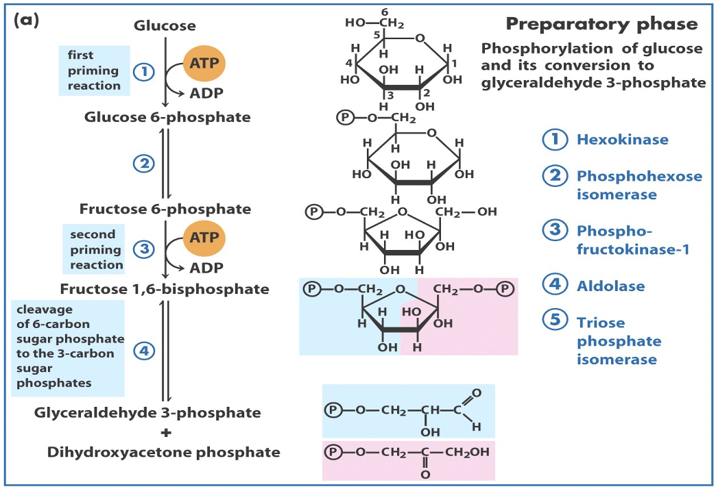 <ul><li><p><span>Glucose enters the cell via specific transporters.</span></p></li><li><p><span>Phosphorylation of Glucose traps it within the cell and begins the process of destabilisation</span></p></li><li><p><span>The 6C molecule is isomerised from an aldose to a ketose sugar prior to further destabilisation by phosphorylation.</span></p></li><li><p><span>The destabilised 6C sugar then fragments into two interconvertable 3C sugars.</span></p></li><li><p><span>STAGE 1 has utilised 2ATP molecules.</span></p></li></ul><p></p><p></p>