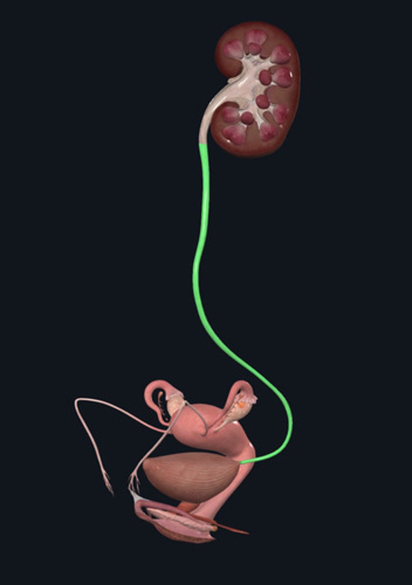 <p>ID Structure Highlighted Green</p>