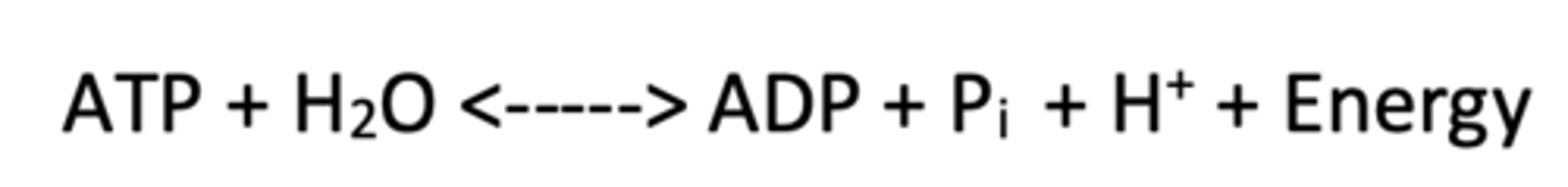 <p>ATP + H2O<----->ADP + Pi + H^+ + Energy</p>