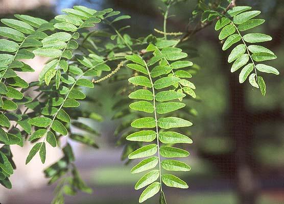 <p><span>Deciduous tree with pinnate green leaves and thornless branches. Used as a shade or street tree.</span></p>
