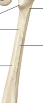 <p>Long, narrow ridge or border (less prominent than a crest)</p>