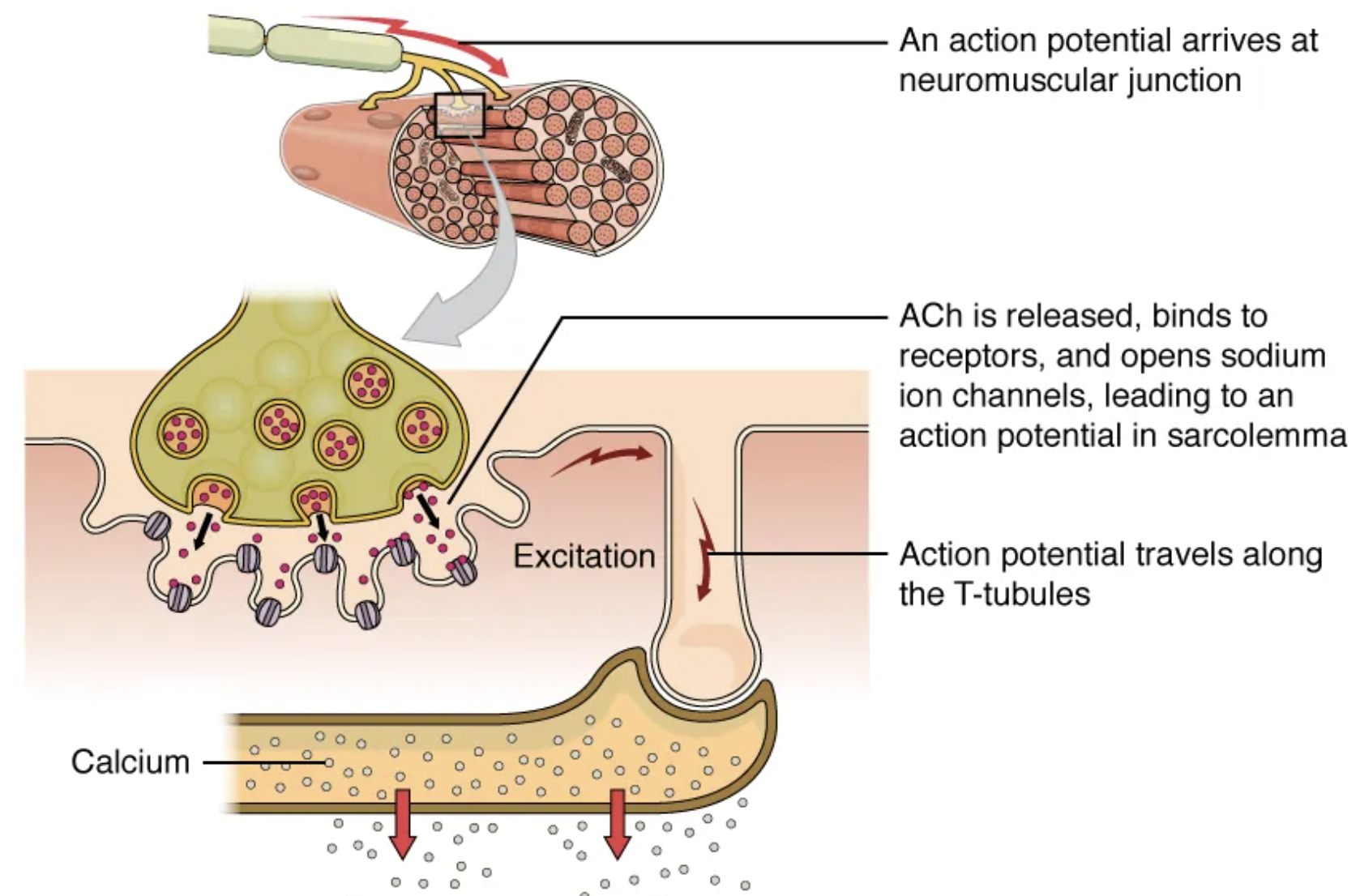 <p>calcium channels; sarcoplasmic reticulum (SR)</p><ul><li><p>This causes Ca<sup>2+</sup> to diffuse out of the SR and into the sarcoplasm.</p></li></ul><p></p>