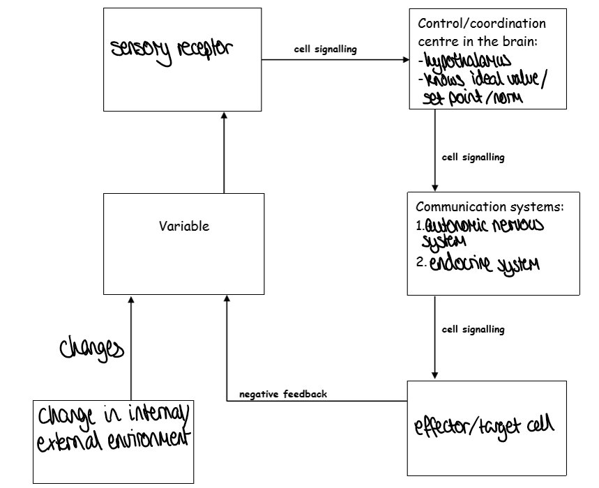 <p>change in internal/external environment → variable → sensory receptor → (cell signalling) control/coordination centre in the brain: hypothalamus, knows ideal value/norm → (cell signalling) communication systems: autonomic nervous system, endocrine system → (cell signalling) effector/target cell → (negative feedback) variable</p>