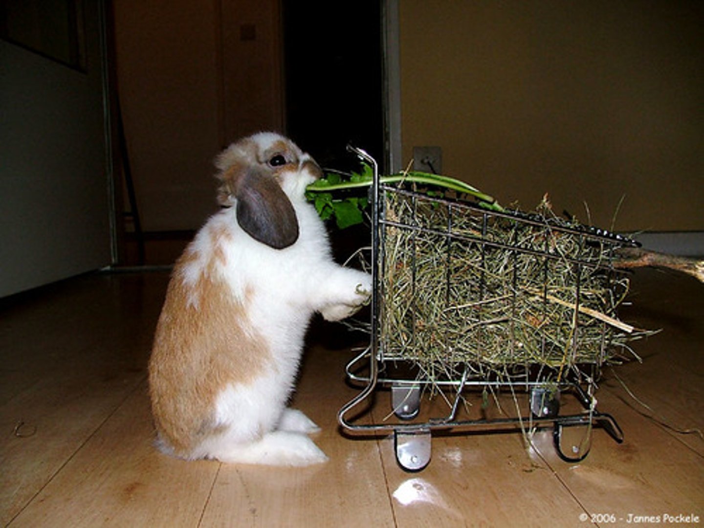 <p>to go shopping</p>