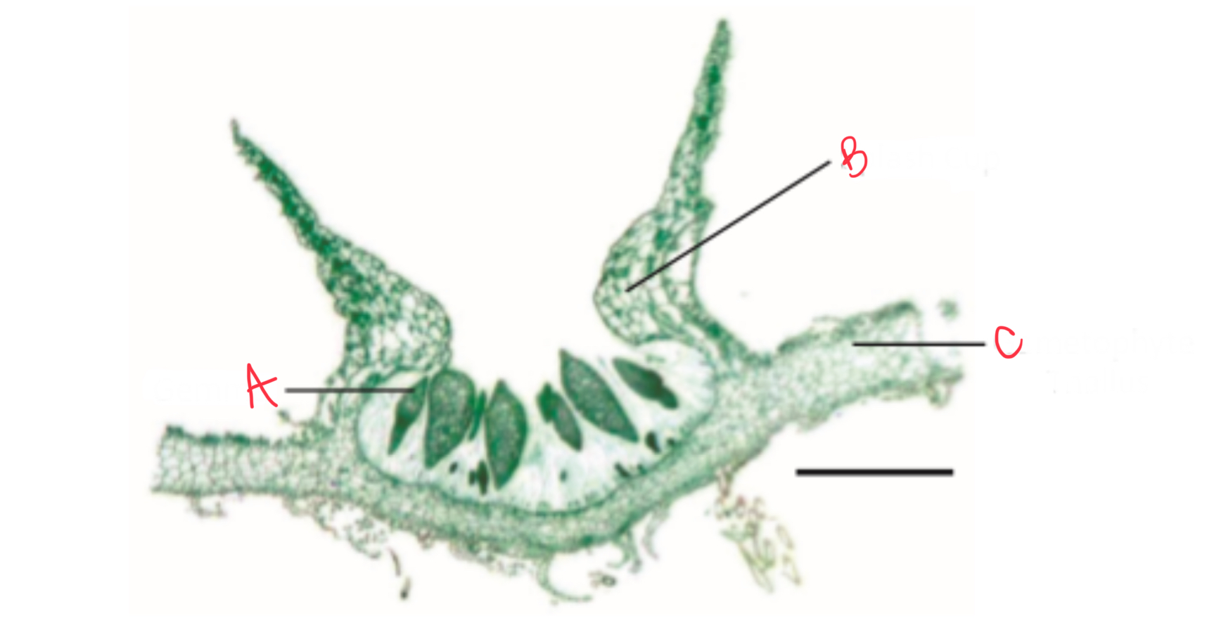 <p>Identify the reproductions structures on liverwort&nbsp;</p>