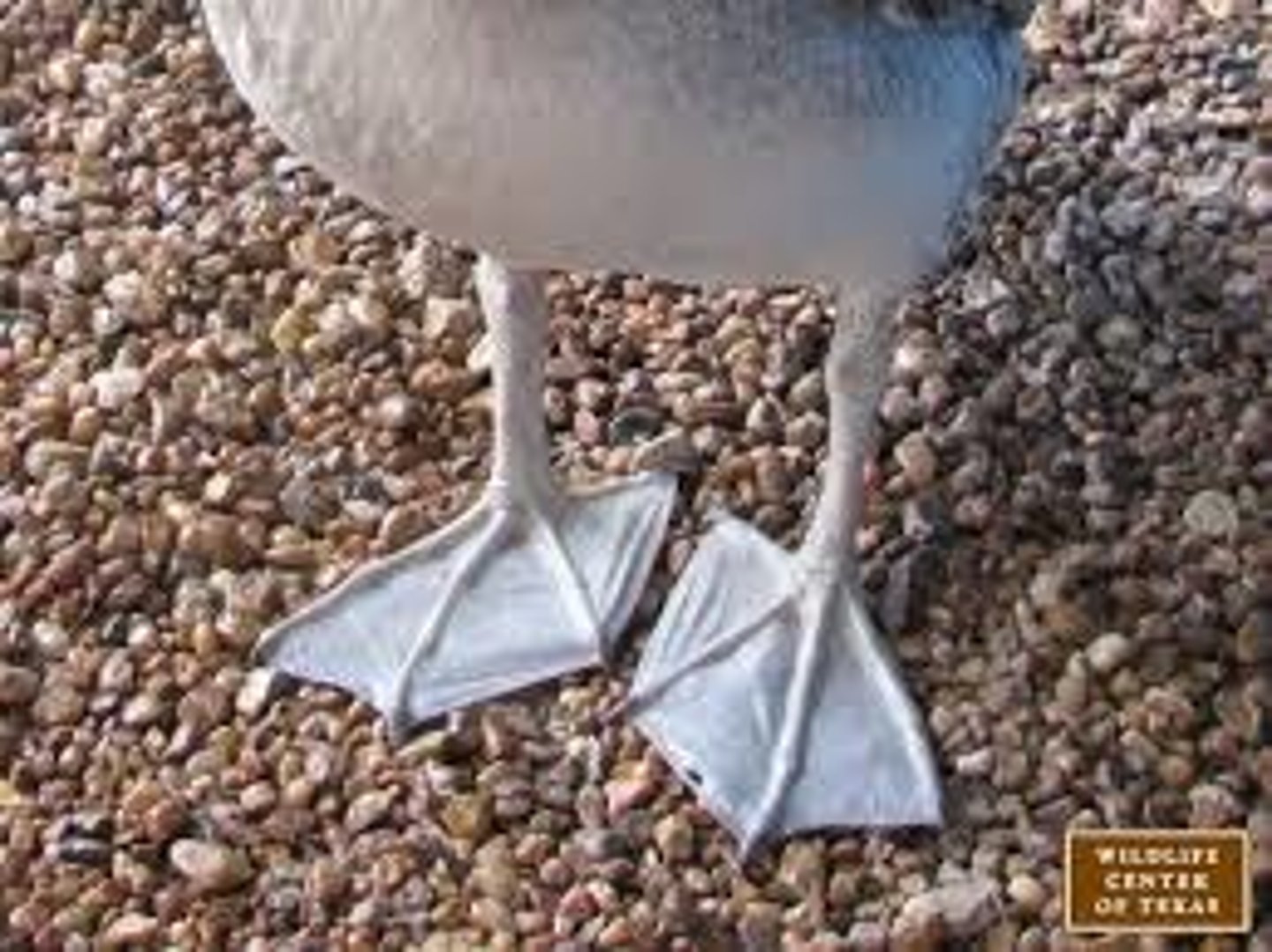 <p>all four toes webbed (pelicans)</p>