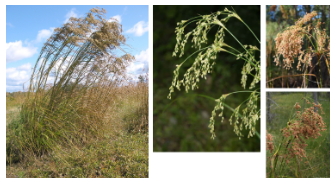 <p>-droopy and fluffy seed heads</p>